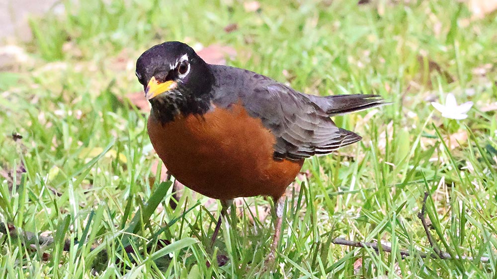 Robin Now Robin