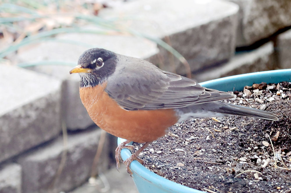 Robin Now Robin