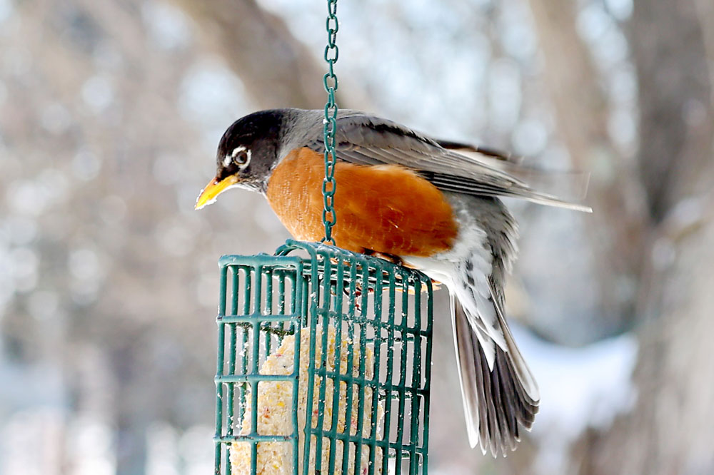 Robin Now Robin