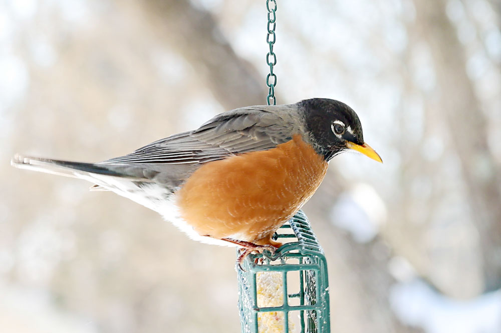 Robin Now Robin