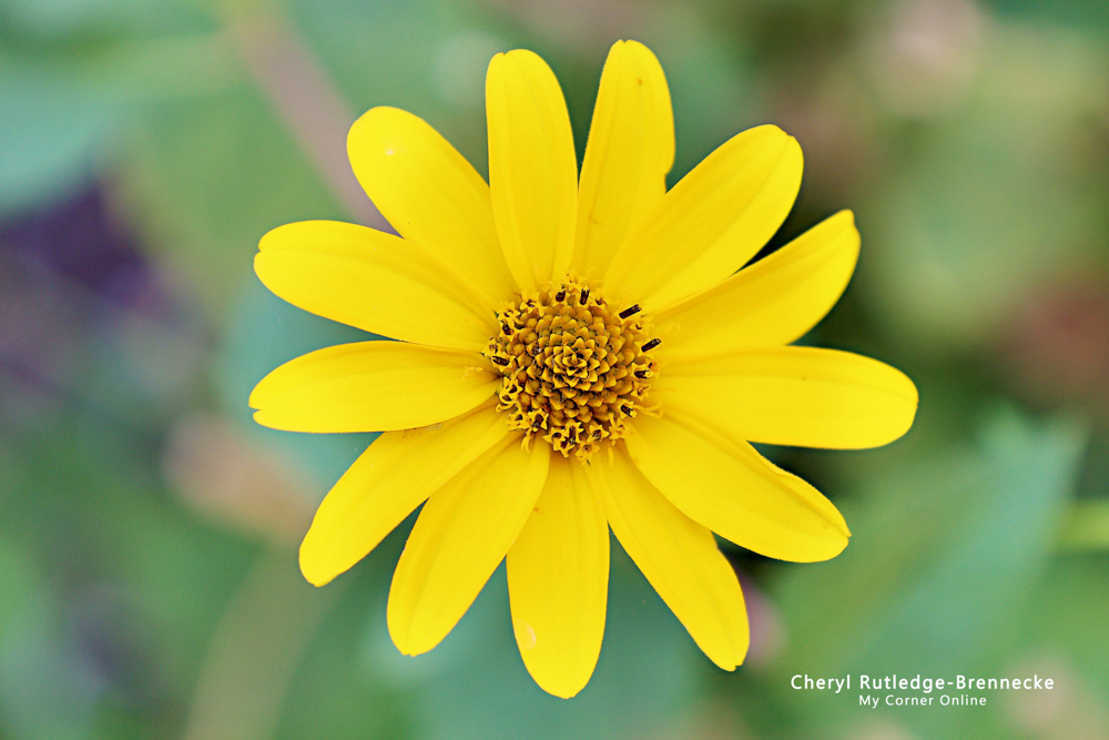 Heliopsis helianthoides | False Sunflower | Ox-eye Daisy | Mock Sunflower