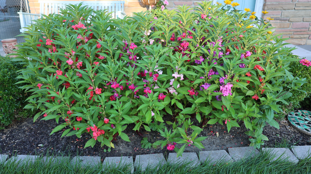 Impatiens balsamina | Garden Balsam, Rose Balsam, Touch-me-not, Spotted  snapweed