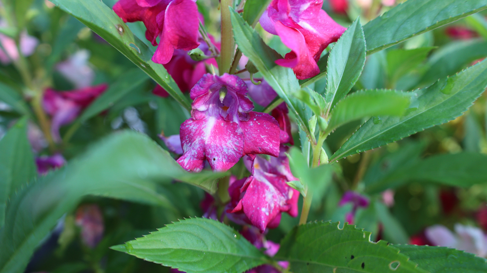 Snapweed Impatiens balsamina | Garden Balsam, Rose Balsam, Touch-me-not, Spotted ...