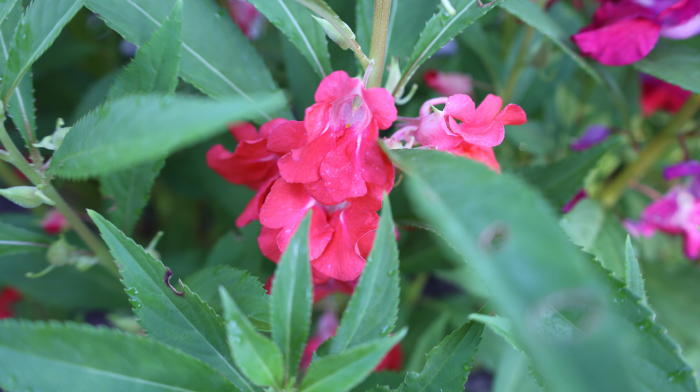 Snapweed Impatiens balsamina | Garden Balsam, Rose Balsam, Touch-me-not, Spotted ...