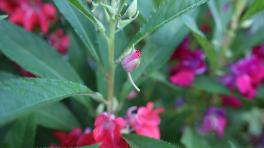 Snapweed Impatiens balsamina | Garden Balsam, Rose Balsam, Touch-me-not, Spotted ...
