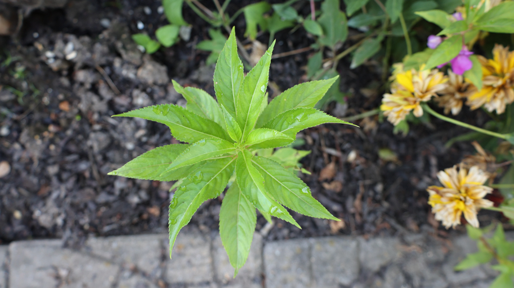 Snapweed Impatiens balsamina | Garden Balsam, Rose Balsam, Touch-me-not, Spotted ...
