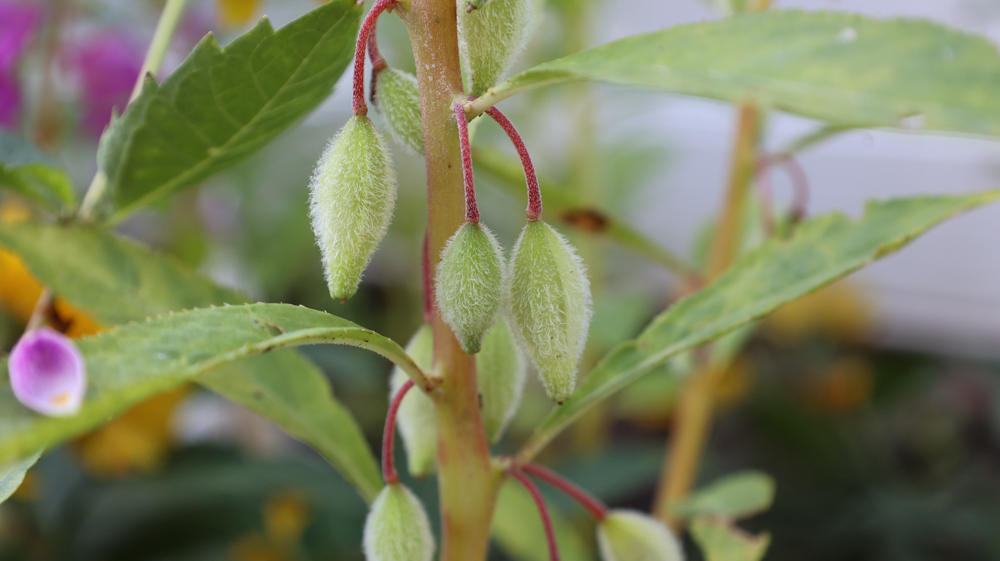 Snapweed Impatiens balsamina | Garden Balsam, Rose Balsam, Touch-me-not, Spotted ...