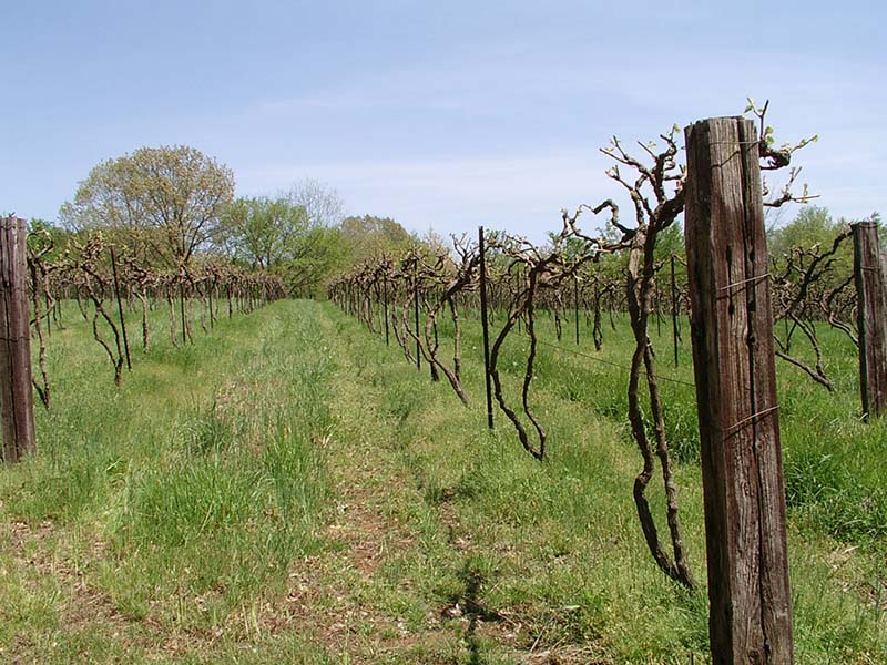 River Ridge Winery